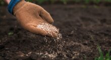 Onde Comprar Insumos Agrícolas: 14 Fabricantes e Distribuidores no Brasil