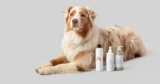 Onde Comprar Produtos Pet no Atacado: 16 Distribuidores e Fabricantes para Revenda